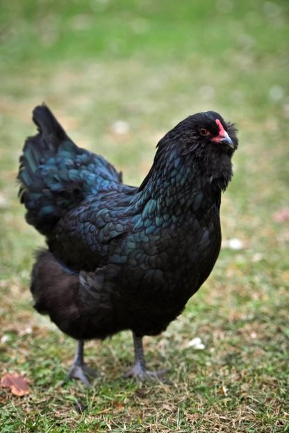 Black Ameraucana Credit: Jason Stabenow-Schneider