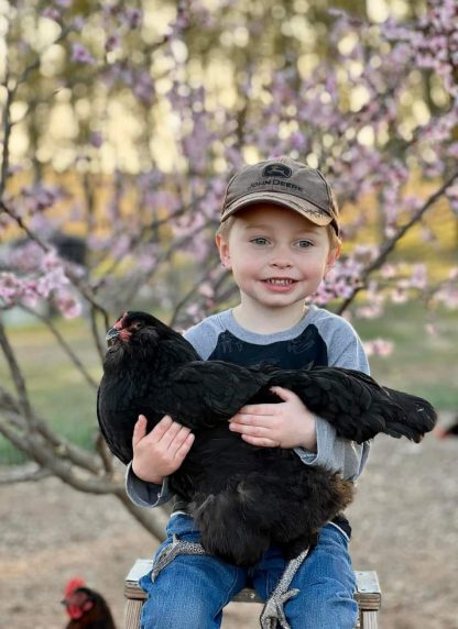 Black Ameraucana