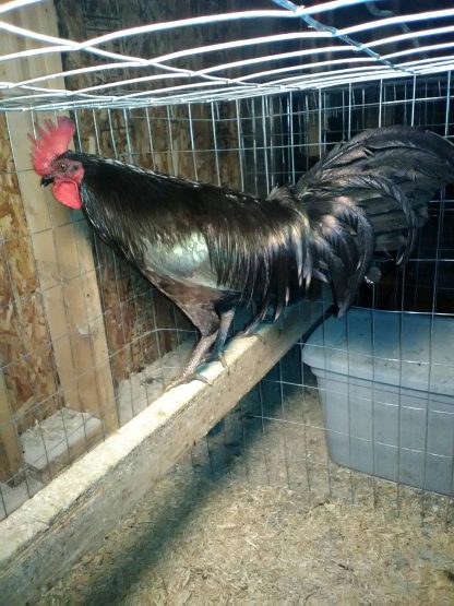 Black Old English Standard Chicken