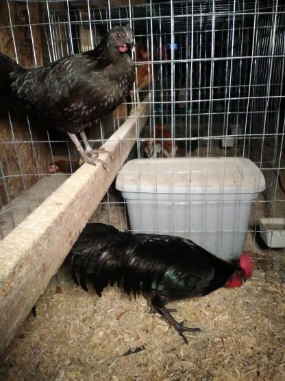 Black Old English Standard Chickens