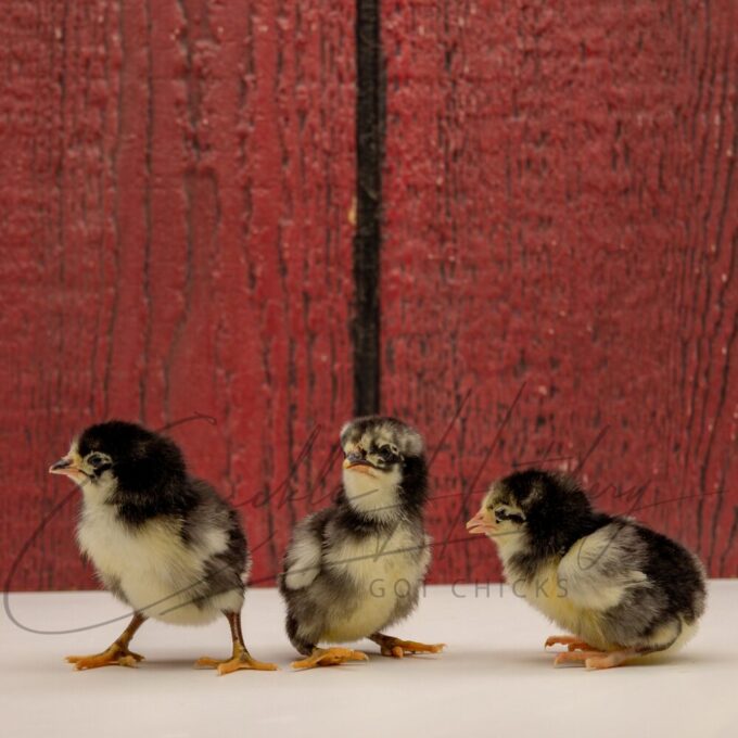 Black Standard Old English - Image 3