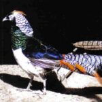 Lady Amherts Pheasants Pair