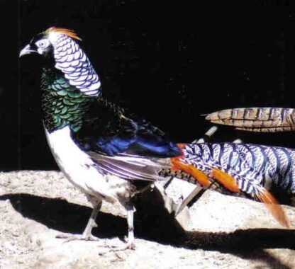 Lady Amherts Pheasants Pair