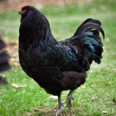 Black Ameraucana Chicken