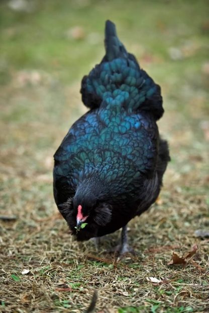 Black Ameraucana