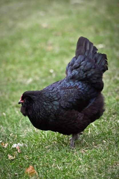 Black Ameraucana