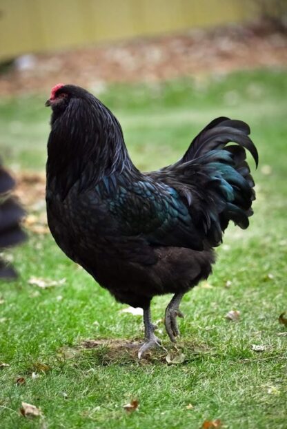 Black Ameraucana Chicken