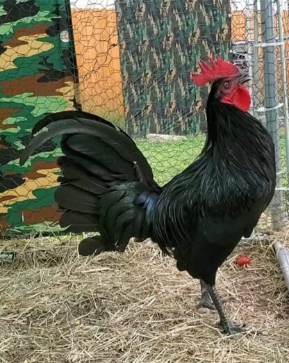 Black Standard Old English Chicken