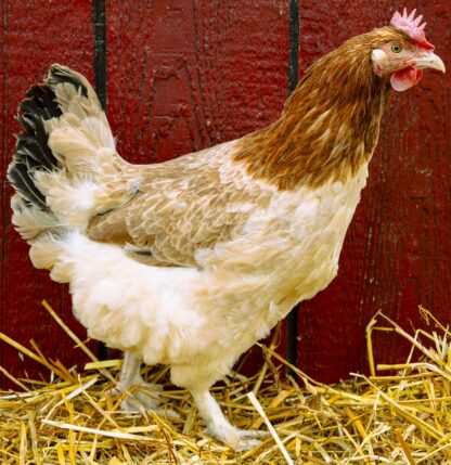 French Wheaten Maran Hen