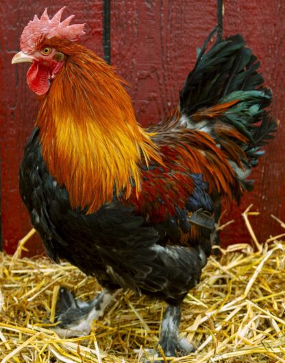 French Wheaten Maran Rooster