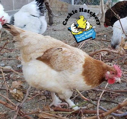 French Wheaten Marans