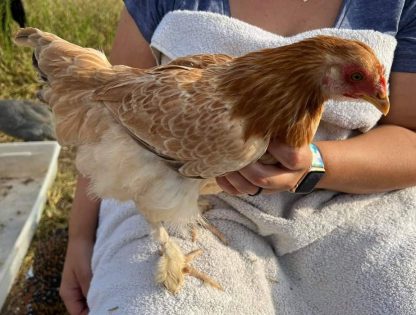 French Wheaten Marans Chicken