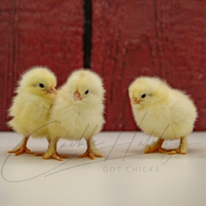 French Wheaten Marans Chicken - Image 3