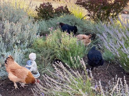 French Wheaten Marans