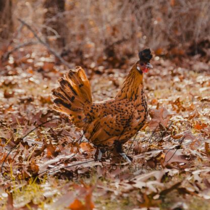 Golden Spangled Appenzeller Spitzhauben Chicken - Image 2