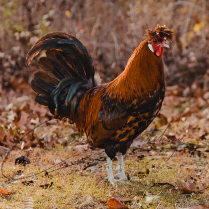 Golden Spangled Appenzeller Spitzhauben Chicken
