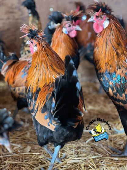 Golden Spangled Spithauben