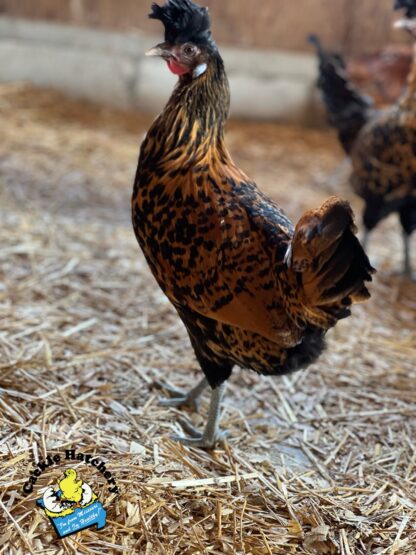 Golden Spangled Spithauben