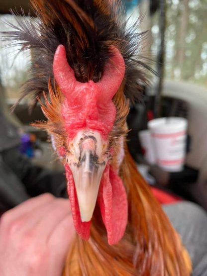 Golden Spangled Spitzhauben Chicken