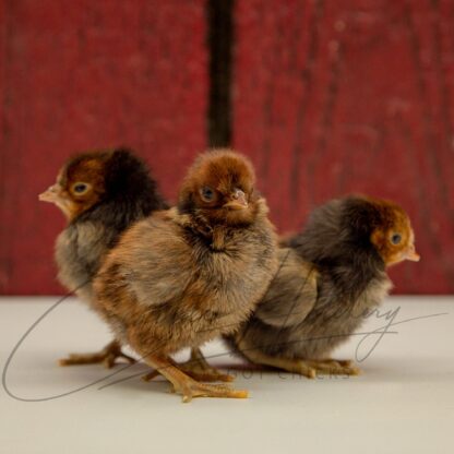 Golden Spangled Appenzeller Spitzhauben Chicken - Image 3