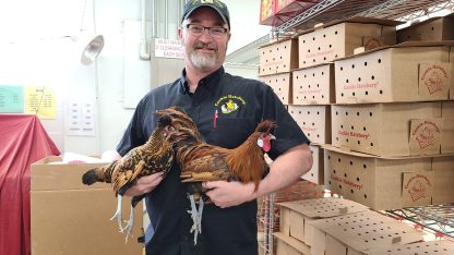 Golden Spangled Spitzhauben Chickens