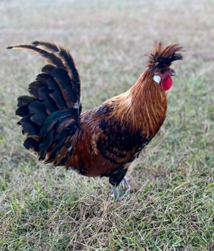 Golden Spangled Spitzhauben