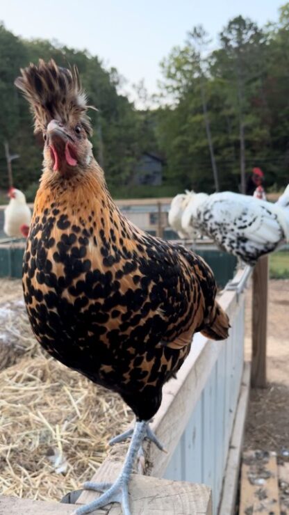 Golden Spangled Appenzeller Spitzhauben Chicken