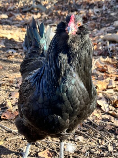 Black Ameraucana Chicken