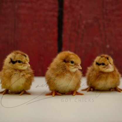 Olive Egger™ Chicken - Image 3