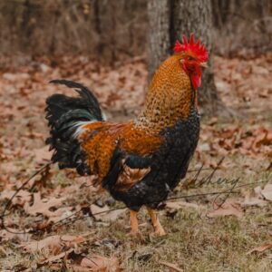 Olive Egger Rooster