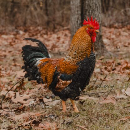 Olive Egger™ Chicken