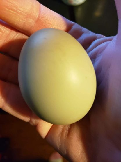 Olive egger egg