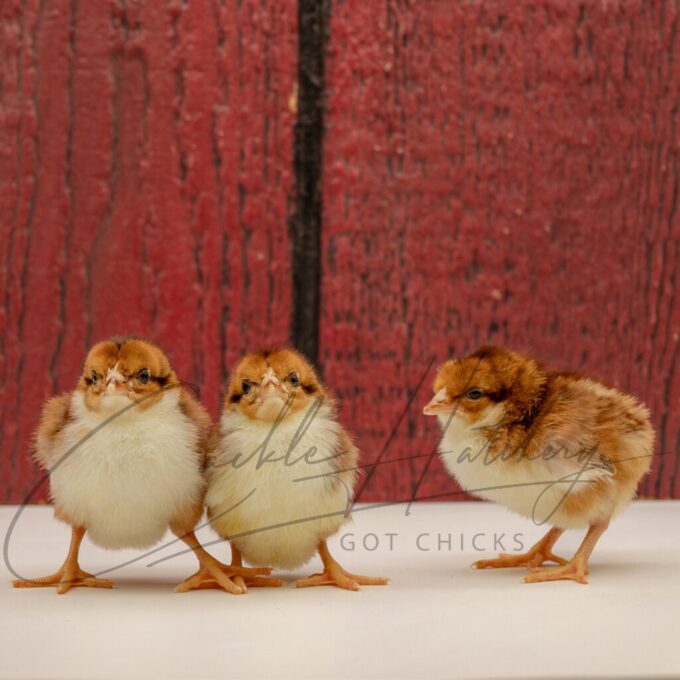 Spangled Standard Old English - Image 3