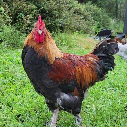 French Wheaten Marans