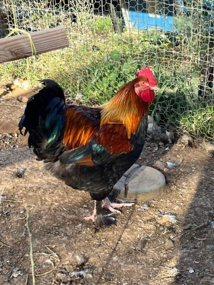 French Wheaten Marans