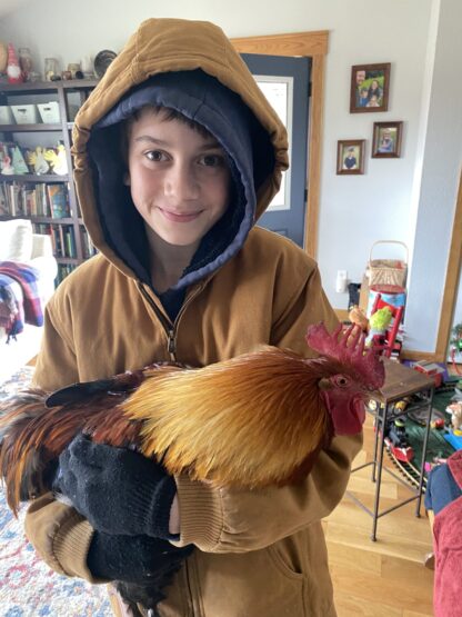 French Wheaten Marans Chicken