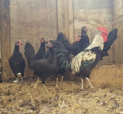 Birchen Standard Old English Roosters at Cackle Hatchery®