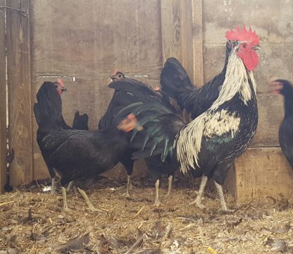 Birchen Standard Old English Roosters For Sale