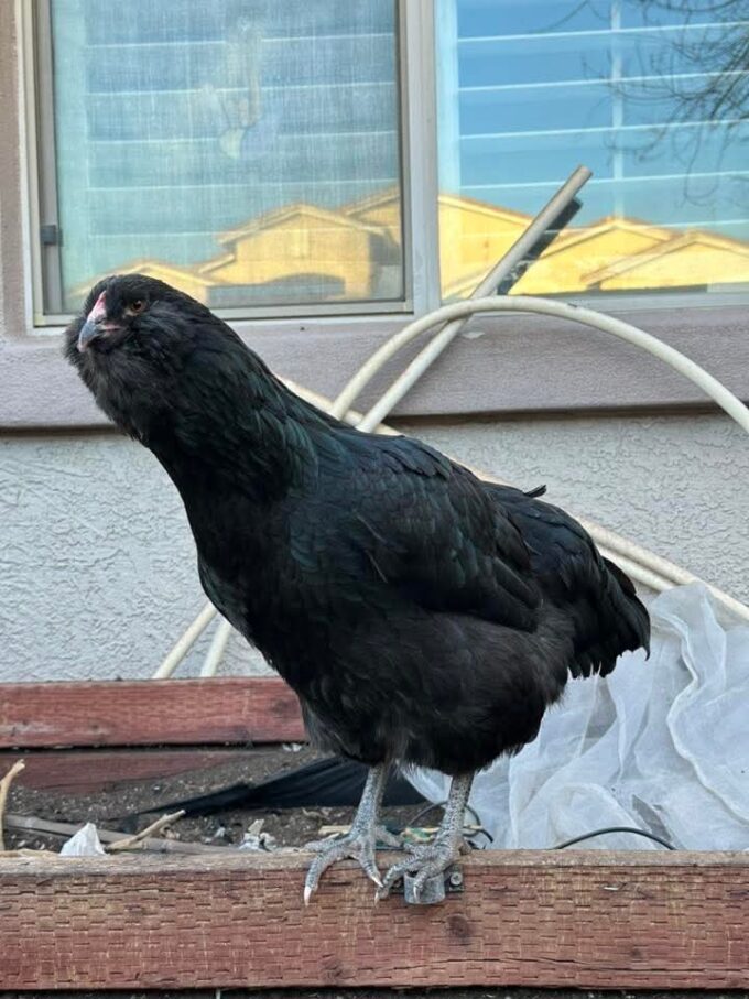 Black Ameraucana Chicken - Image 50