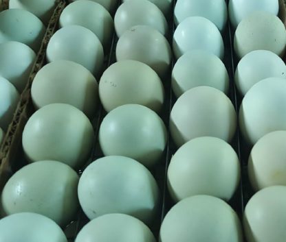 Black Ameraucana Chicken Eggs