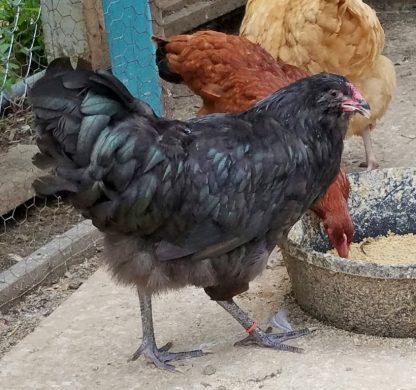 Black Ameraucana Chicken