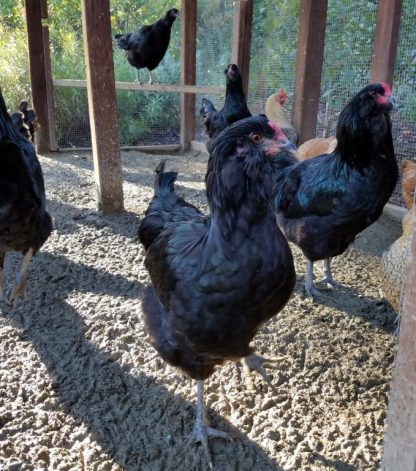 Black Ameraucana Chicken