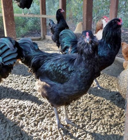 Black Ameraucana Chickens