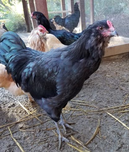 Black Ameraucana Chicken