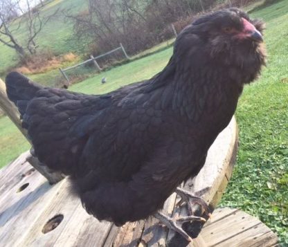 Black Ameraucana Chicken