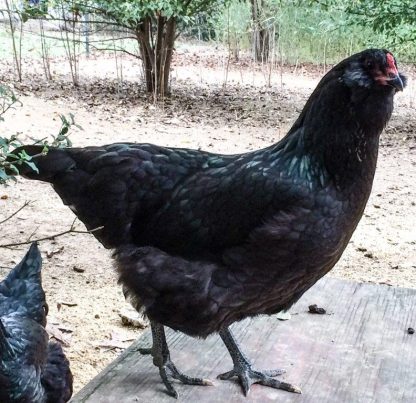 Black Ameraucana Chicken