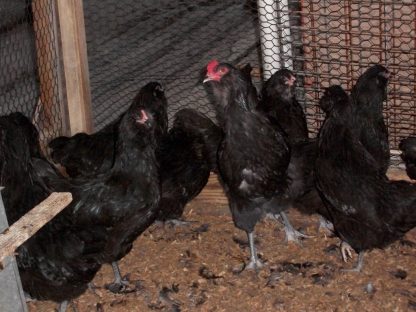 Black Ameraucana Chicken Roosters