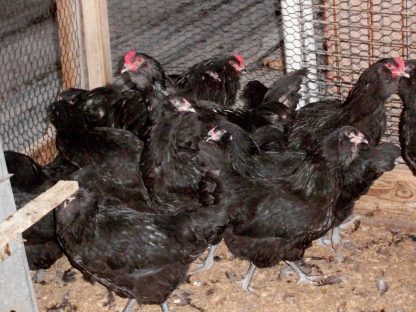 Black Ameraucana Chicken