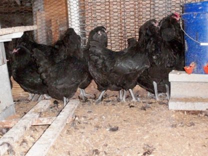 Black Ameraucana Chicken Roosters