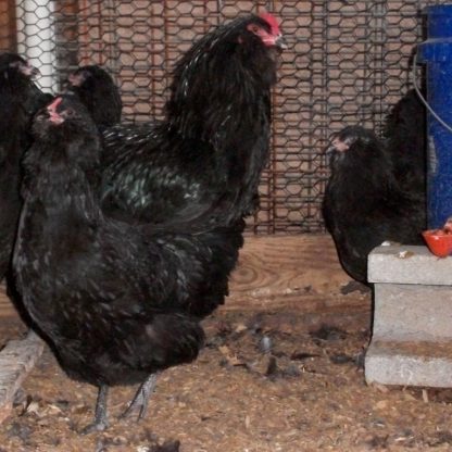 Black Ameraucana Chicken